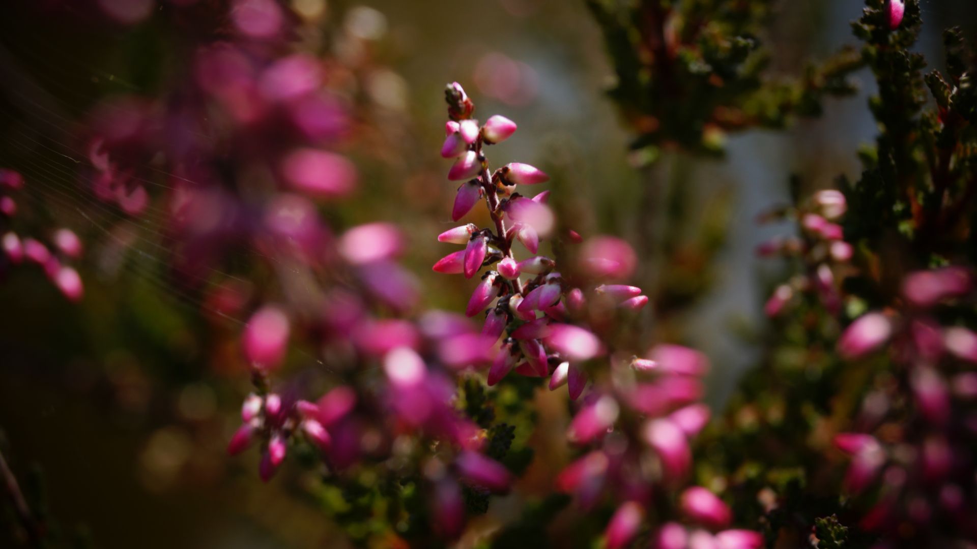 Wallpaper Erica plant, blossom, pink small flowers, blur