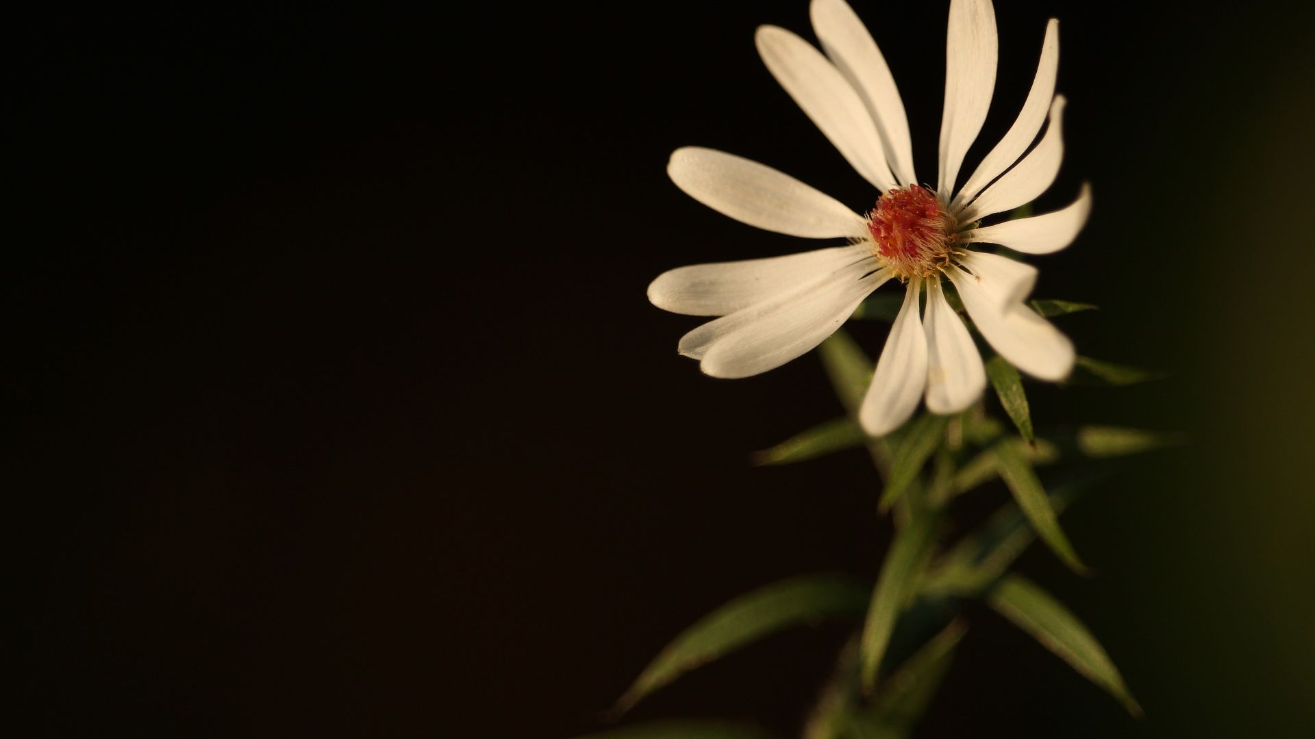 Wallpaper White flower, blossom, blur