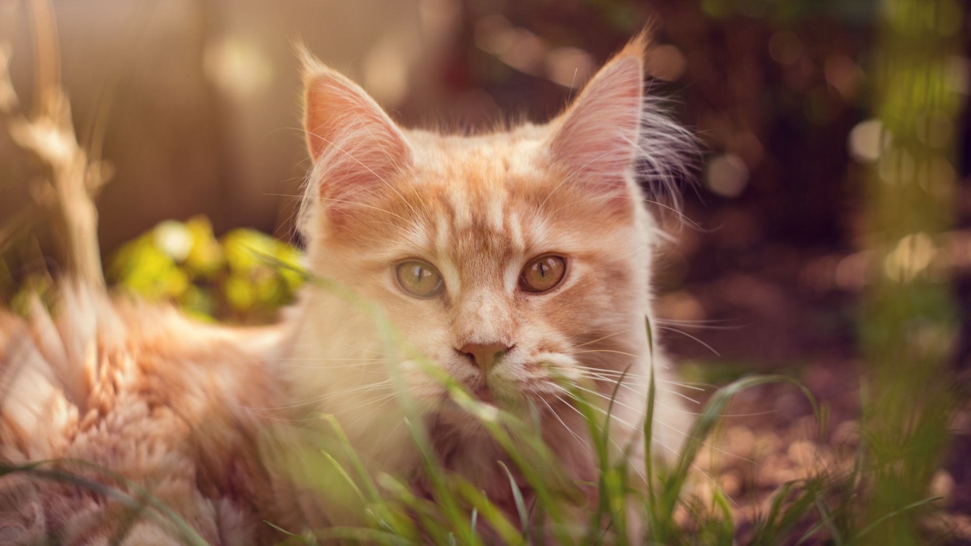 Wallpaper Cat behind grass, orange, cute, bokeh
