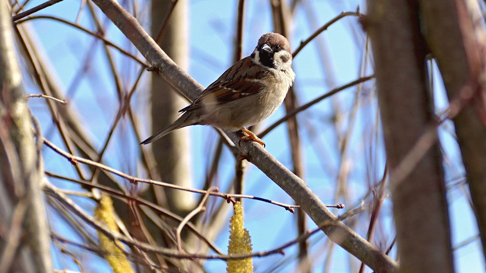 Wallpaper Sparrow bird, small, tree branch