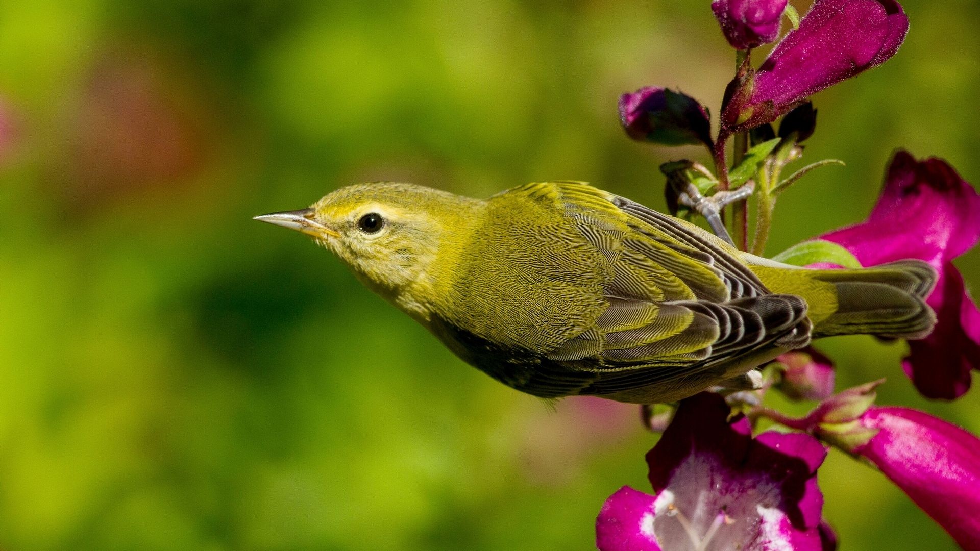 Wallpaper Flowers, green bird, warbler