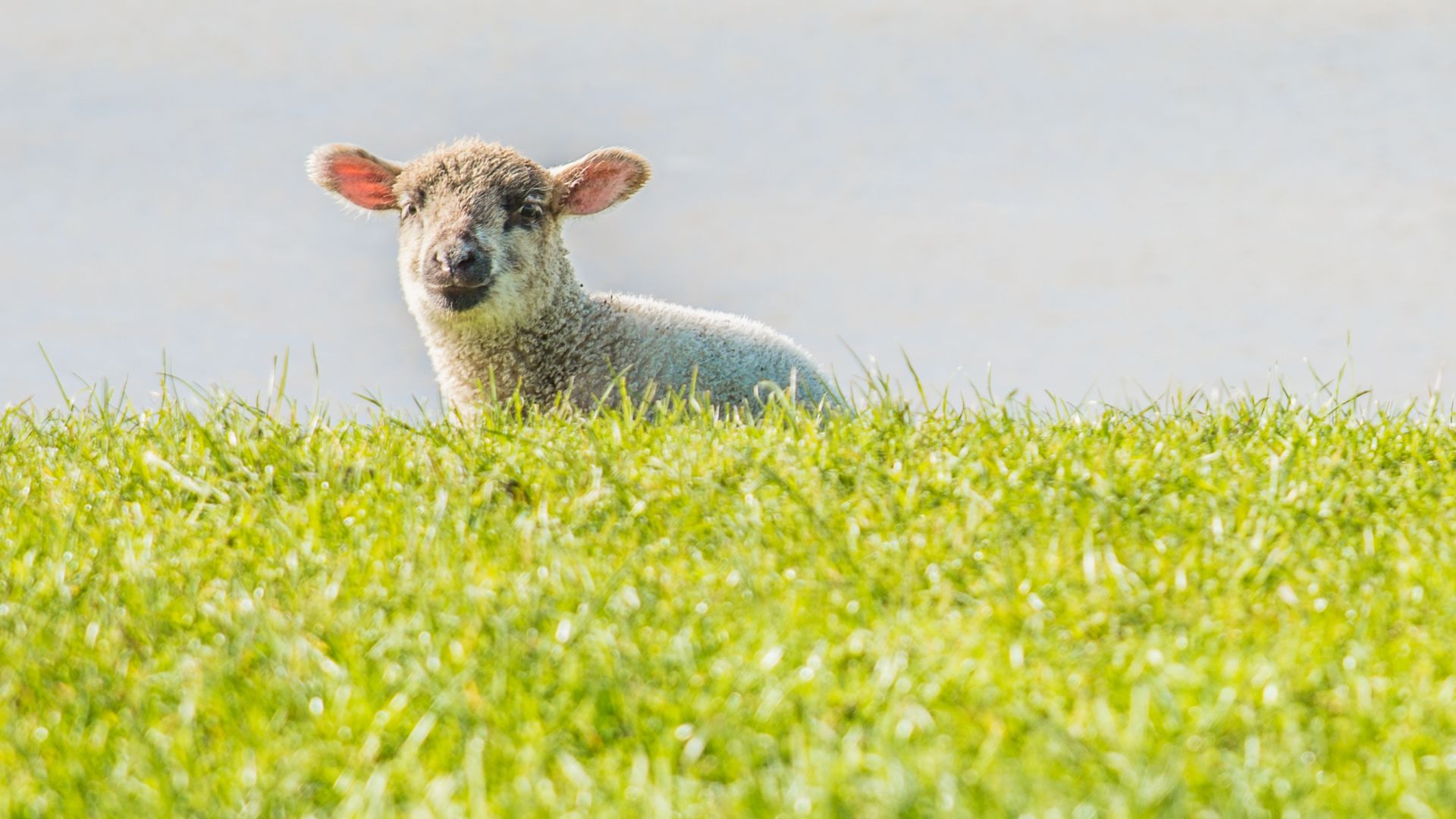 Wallpaper Lamb, playing, grass field, curious
