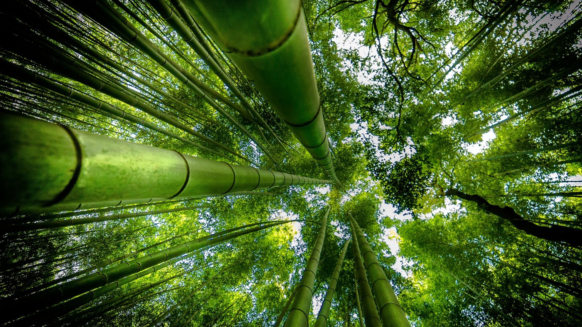 Wallpaper Bamboo forest