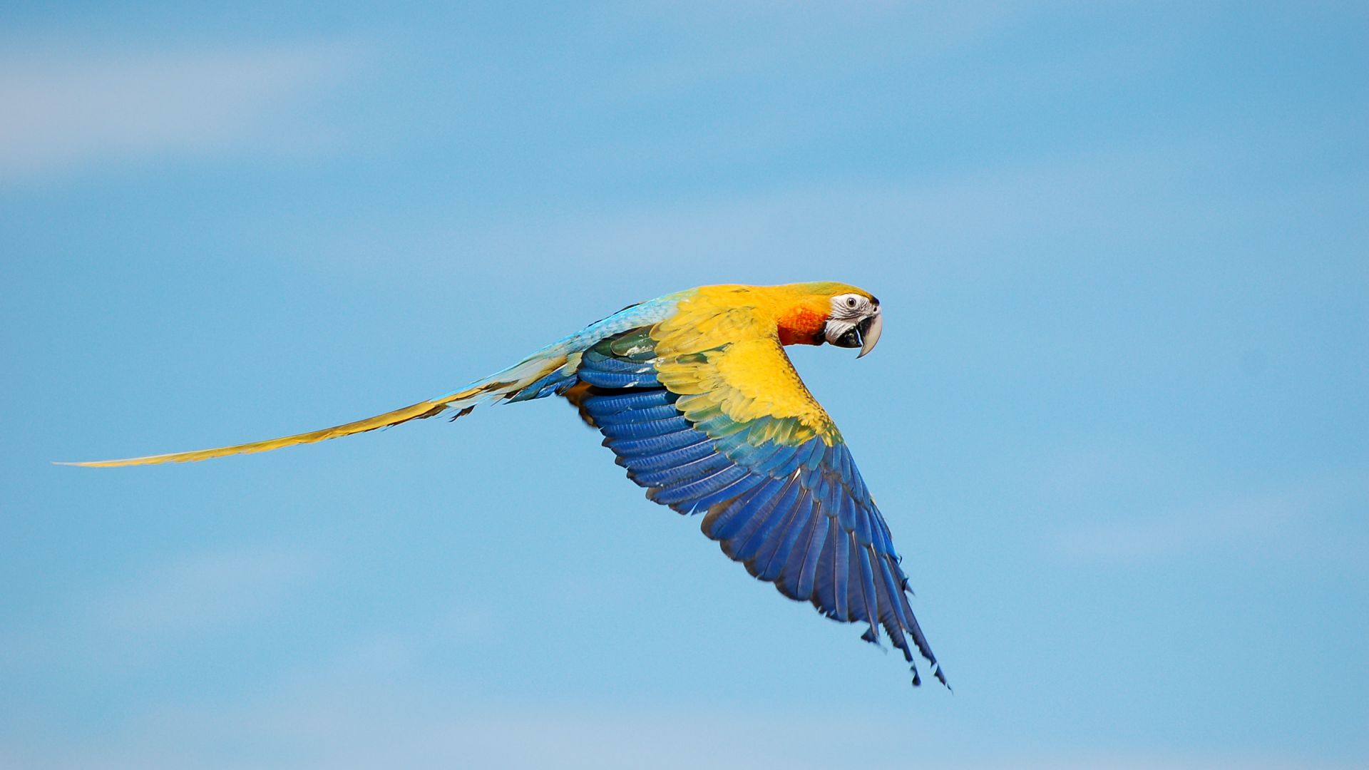 Wallpaper Flying, wings, macaw, colorful parrot, bird
