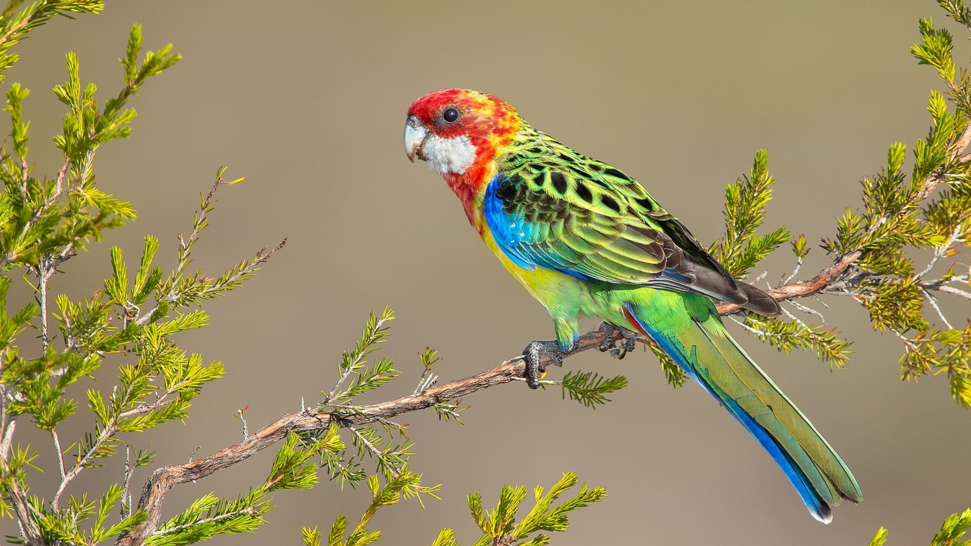 Wallpaper Colorful parrot, bird, sit, tree branch
