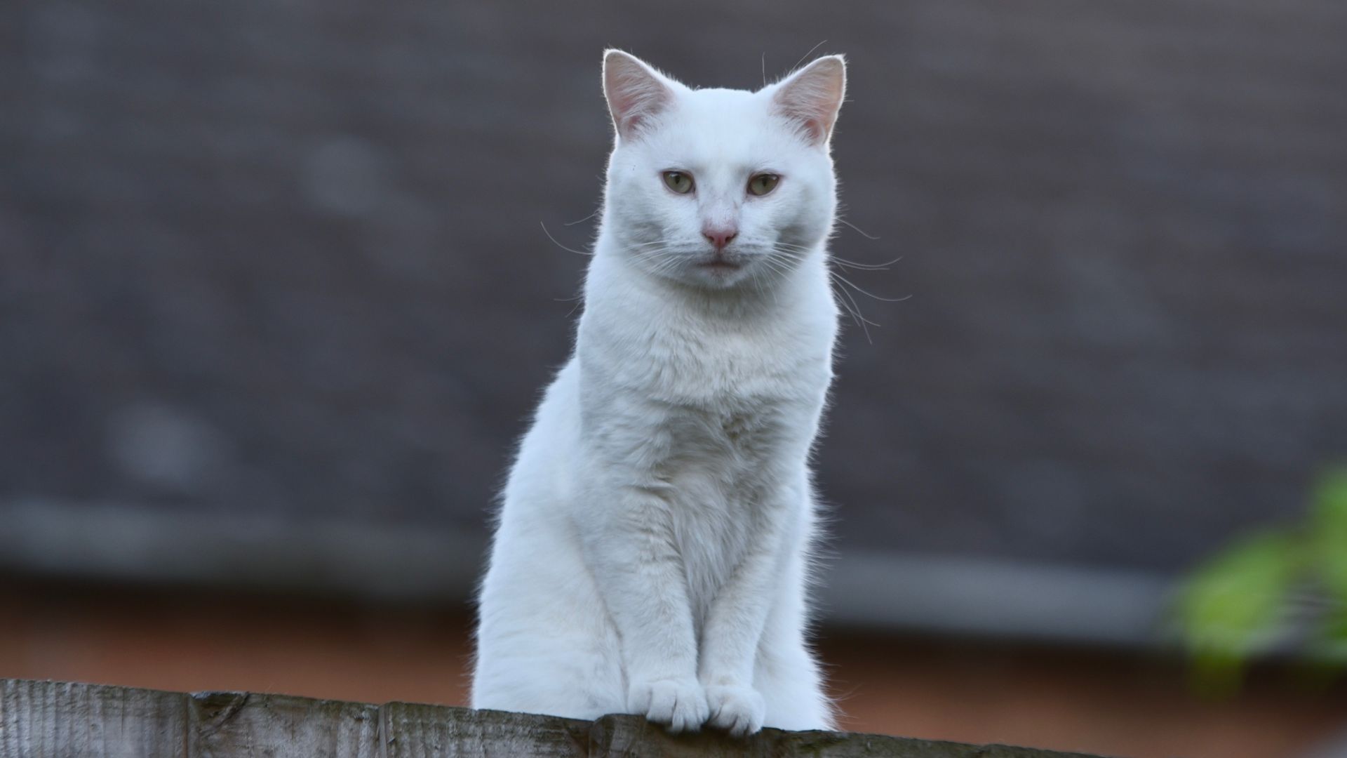 Wallpaper White cat, animal, 4k