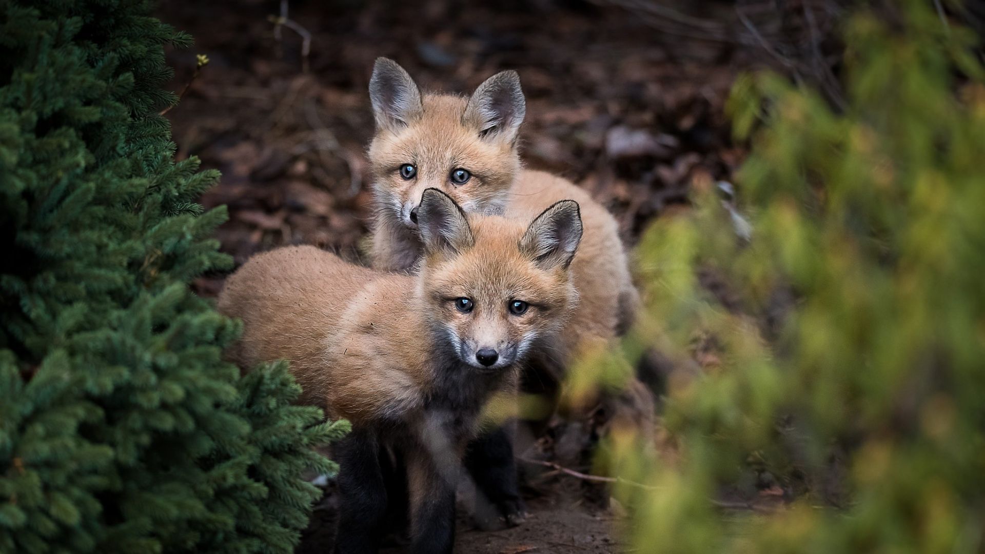 fox predators