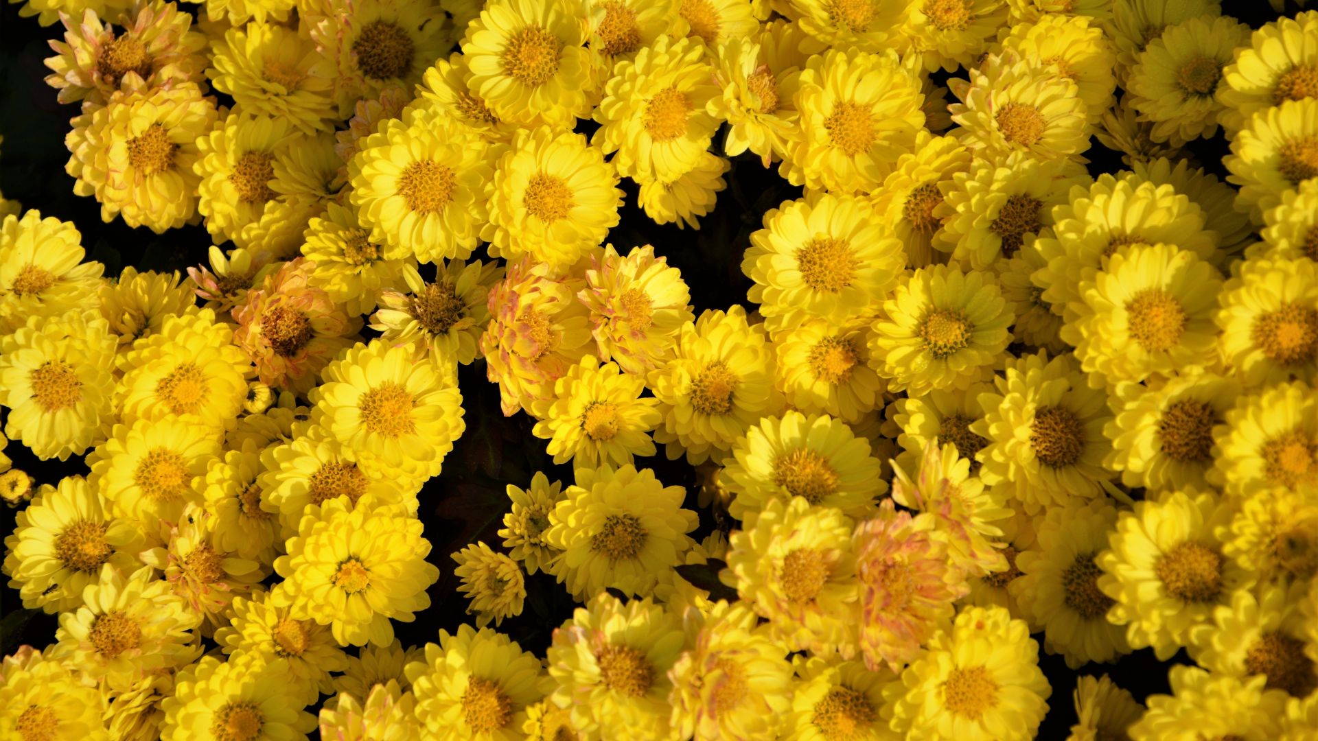 Wallpaper Yellow flowers, 5k