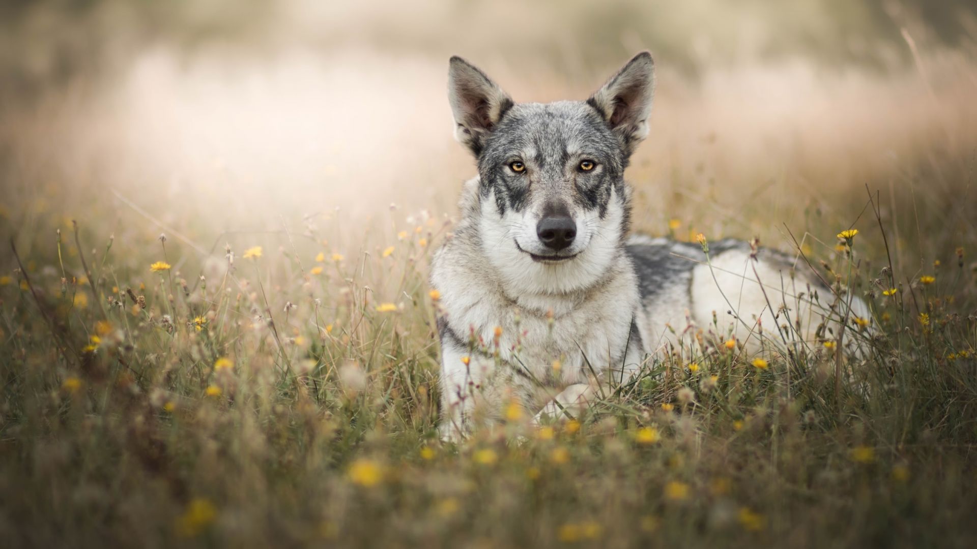 Wallpaper Siberian Husky, dog, sit, calm