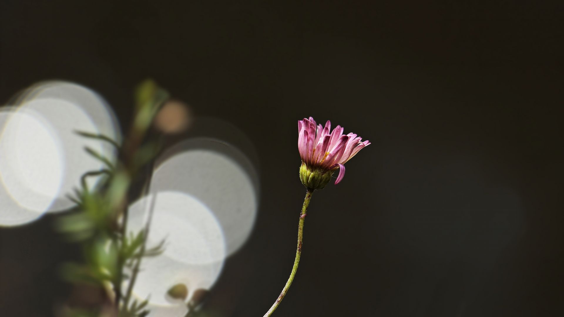 Wallpaper Pink daisy, bokeh, lone flower