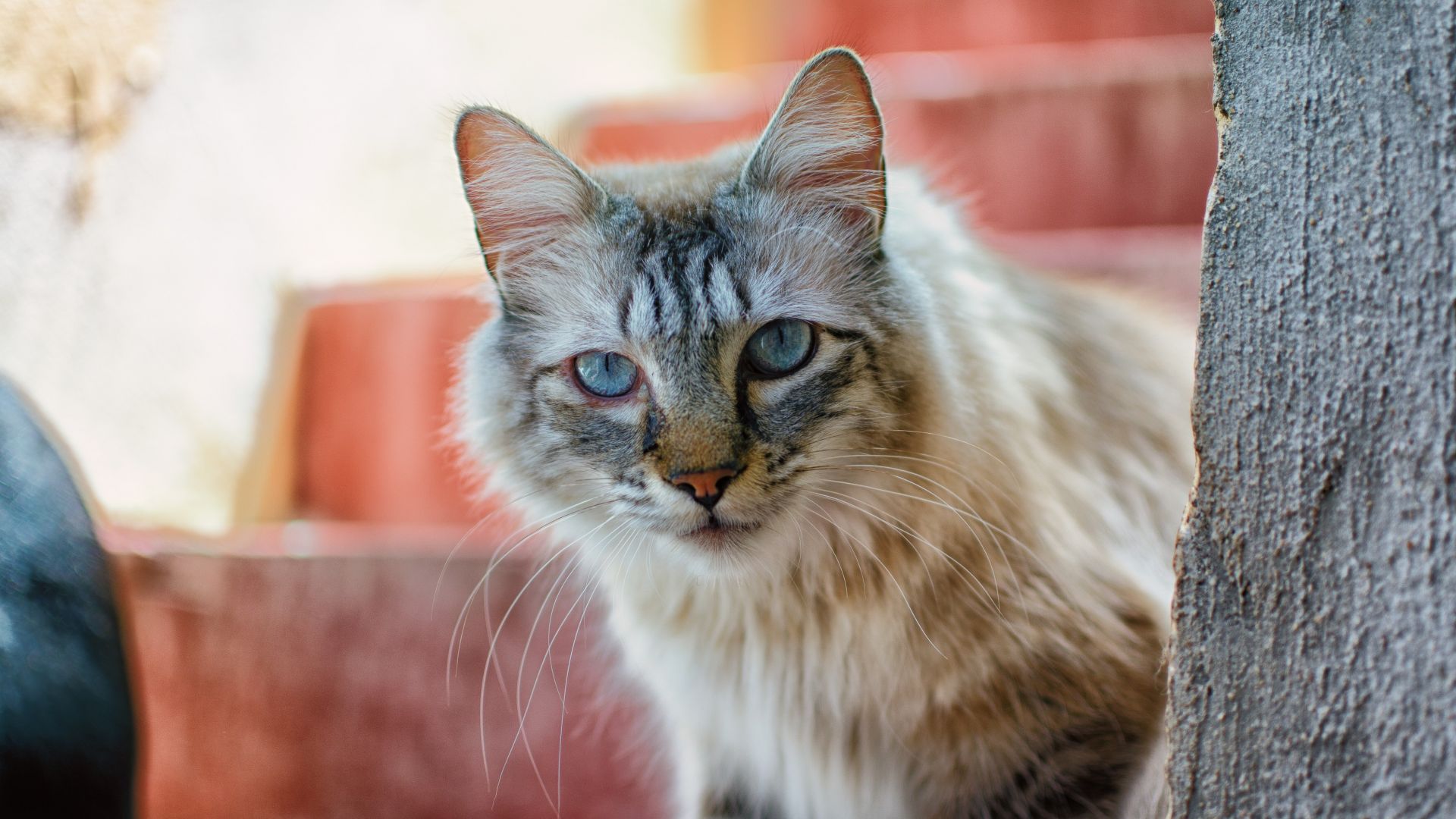 Wallpaper Cat, Feline, blue eyes, stare, animal, 4k