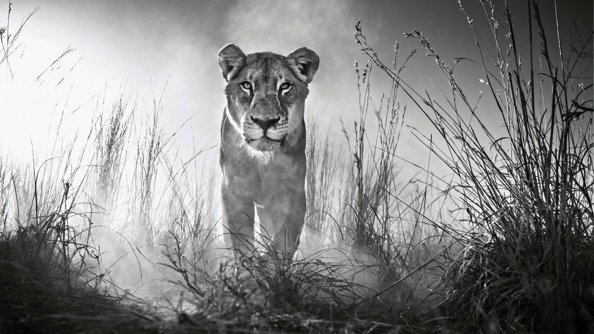 Wallpaper Lioness, predator, confident, walk, monochrome, 4k