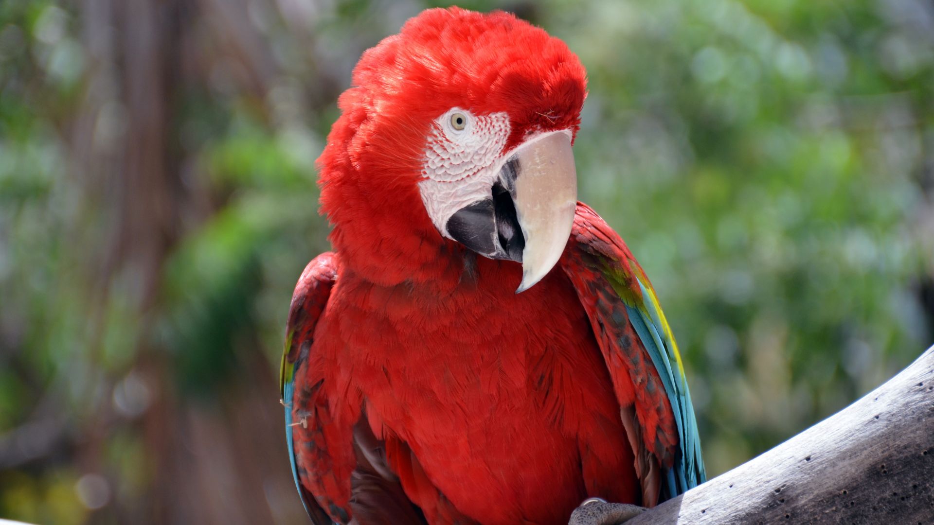 Wallpaper Red parrot, macaw, 4k