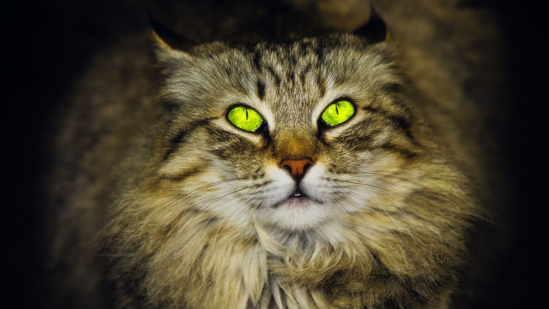 Wallpaper Green eyes, muzzle, cat, stare, 4k