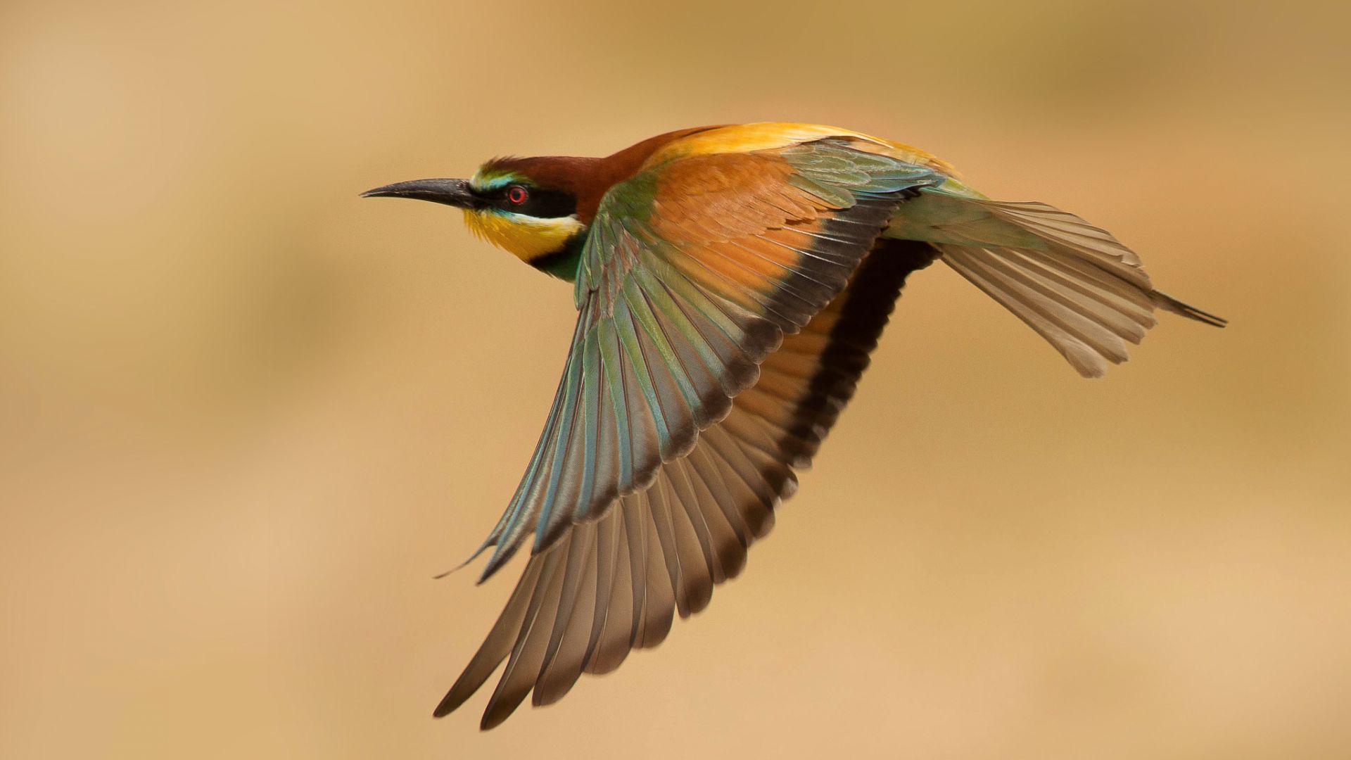 Wallpaper Bee-eater, colorful bird, fly, wings