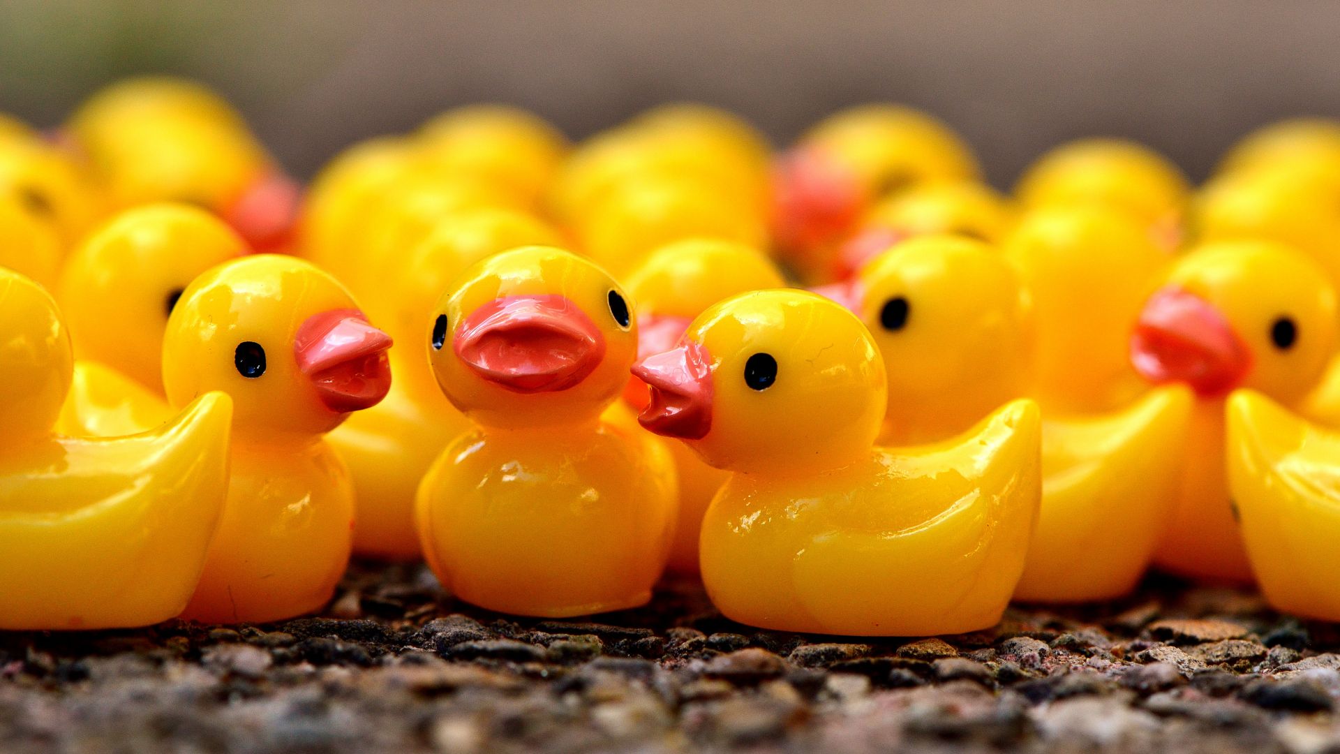 Rubber duck Live Wallpaper APK for Android Download