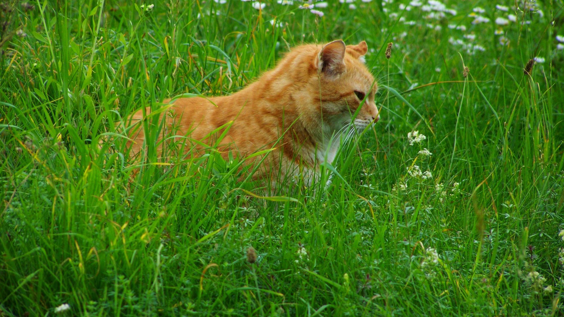 Wallpaper Red tabby cat, meadow, grass
