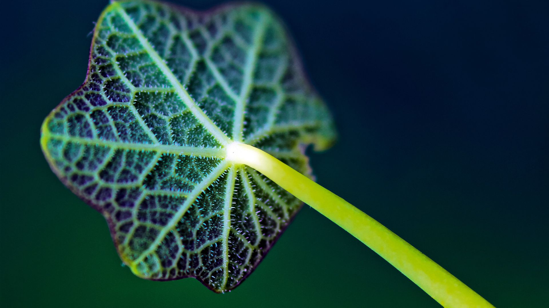 Wallpaper Leaf, venation, plants, close up