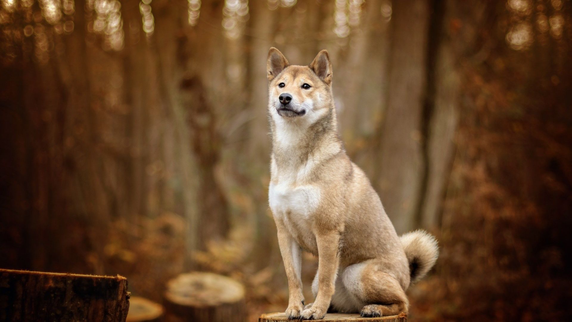 Wallpaper Canaan dog, confident, dog animal