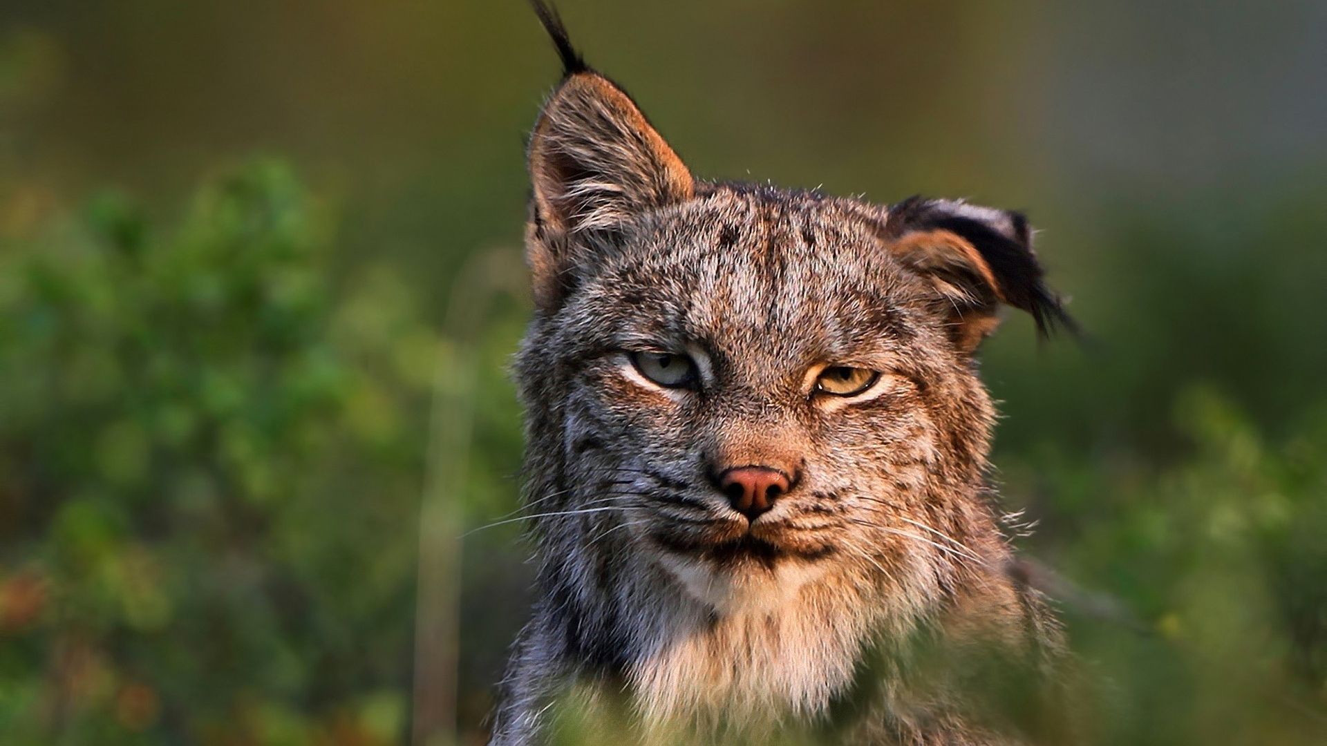 Wallpaper Lynx, big cat, confident, muzzle