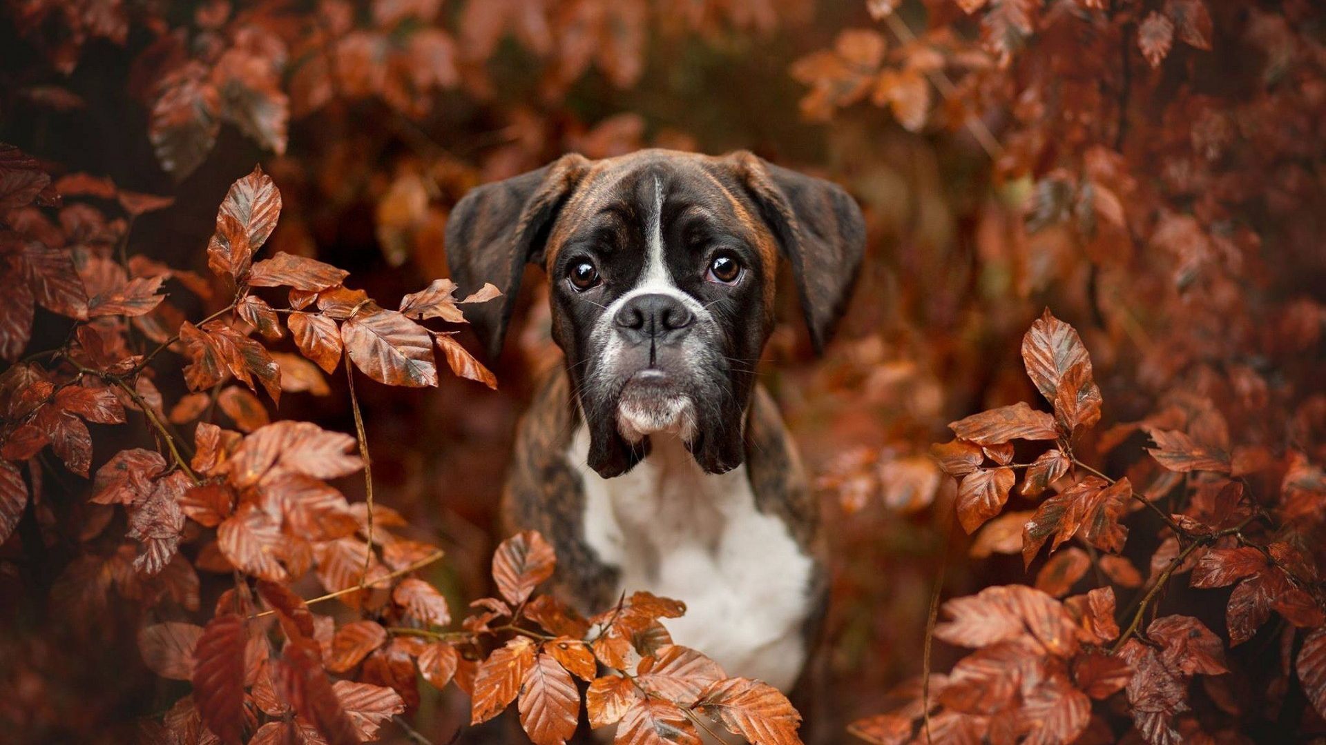 Wallpaper Boxer, dog, outdoor, puppy