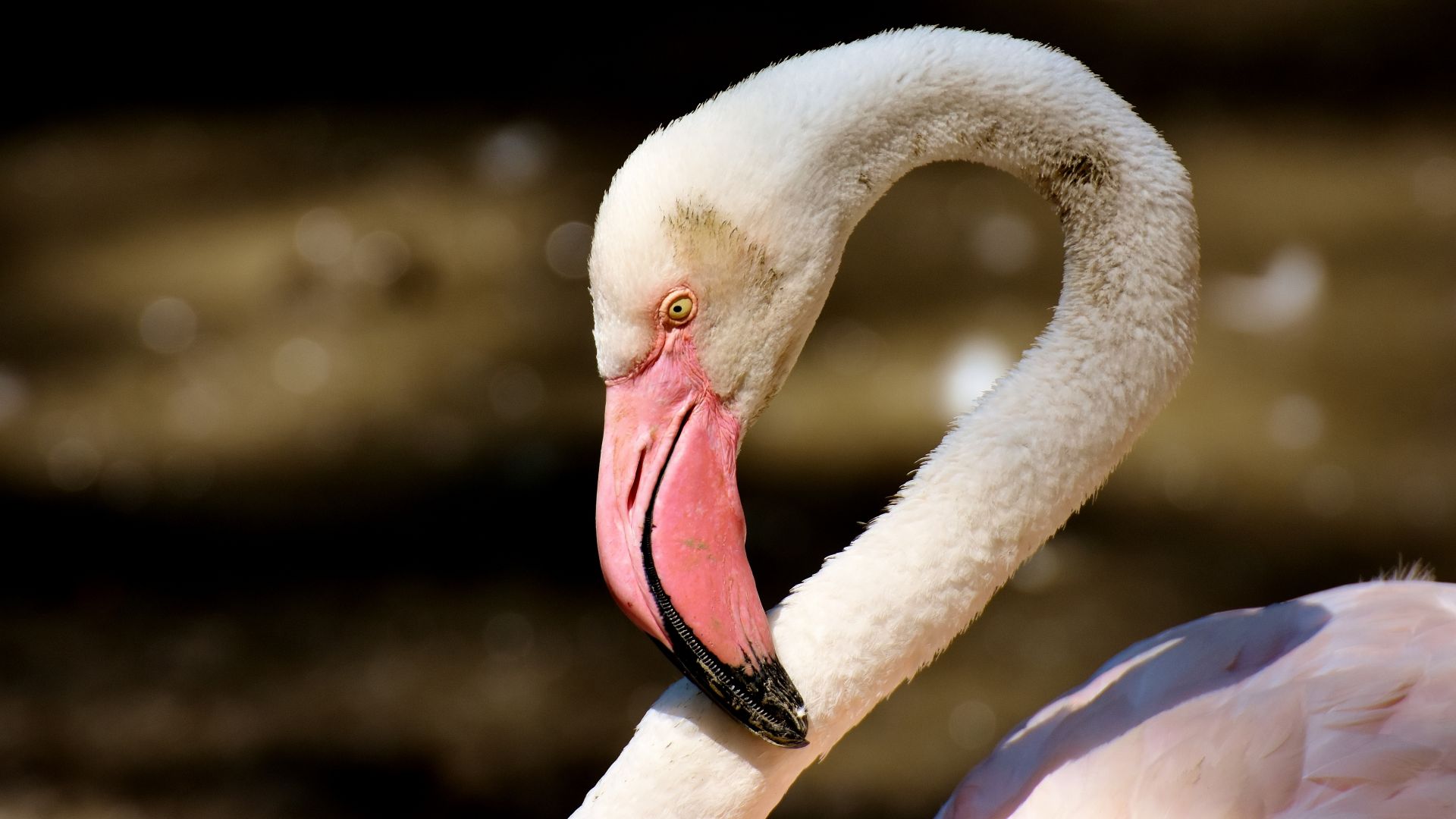 Wallpaper Flamingo, pink beak, bird, muzzle