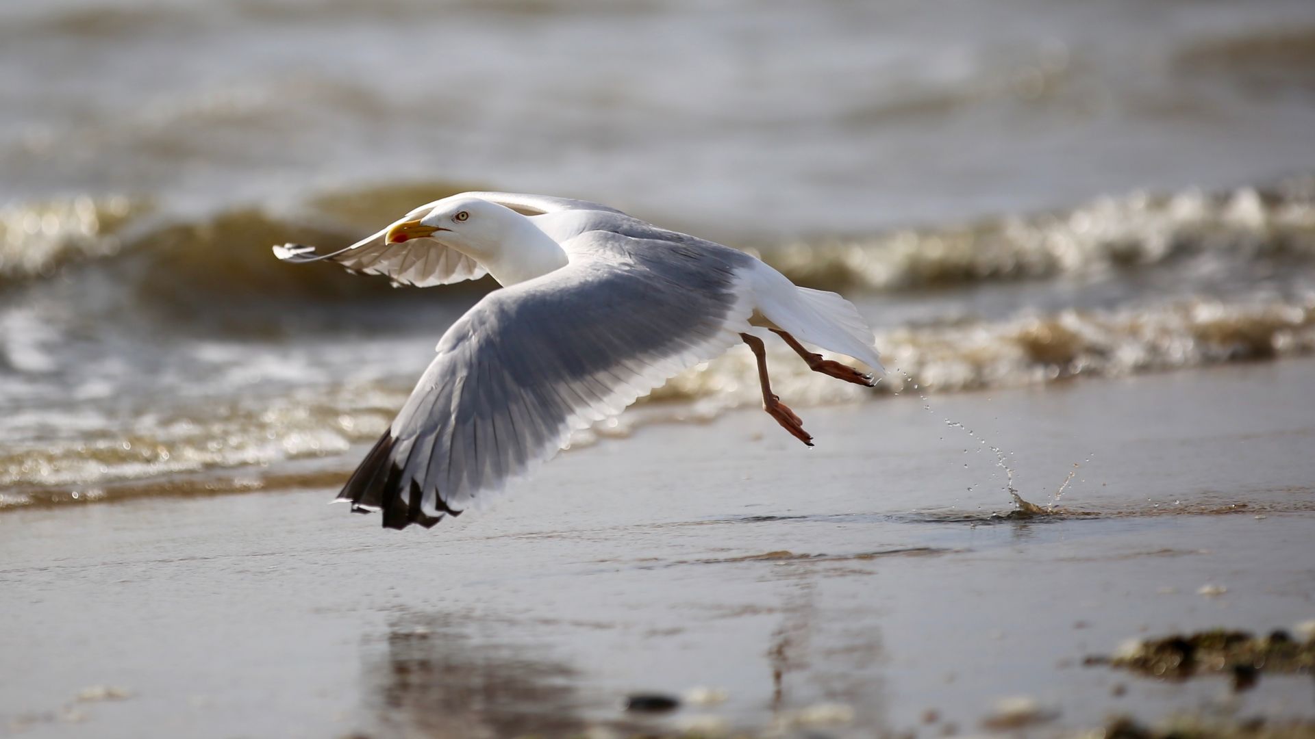 Wallpaper Seagull, flight, beach