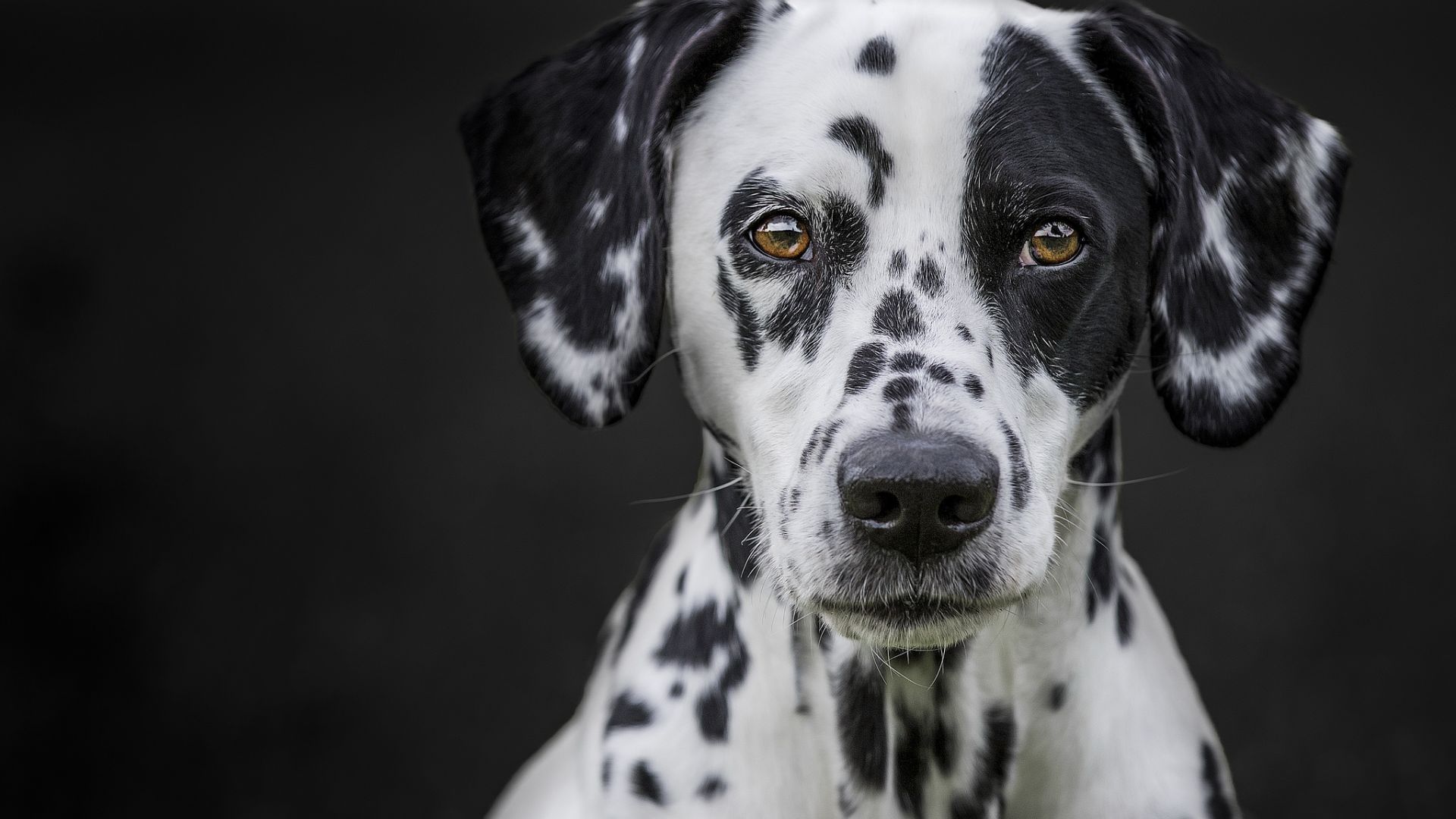 Wallpaper Dalmatian, dog, muzzle