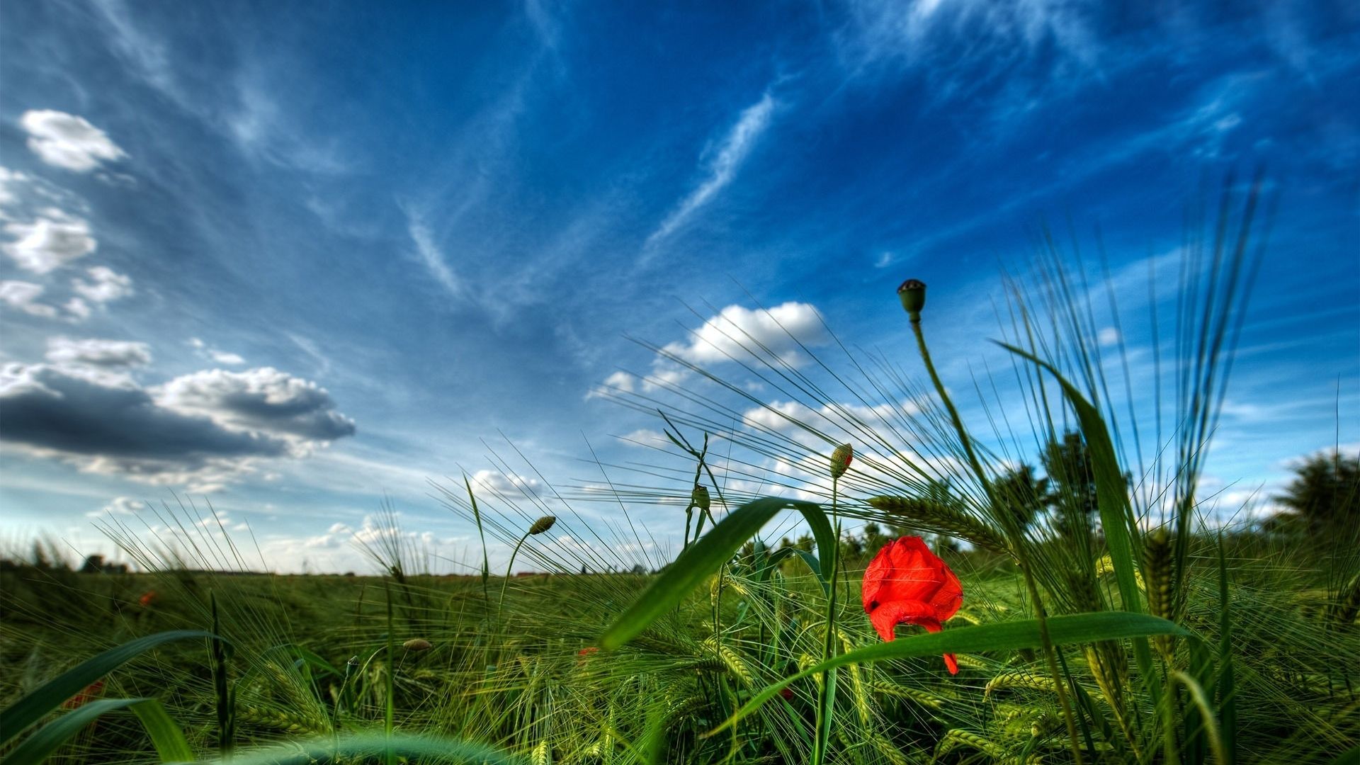 Wallpaper Poppy, meadow, plants, nature, sunny day
