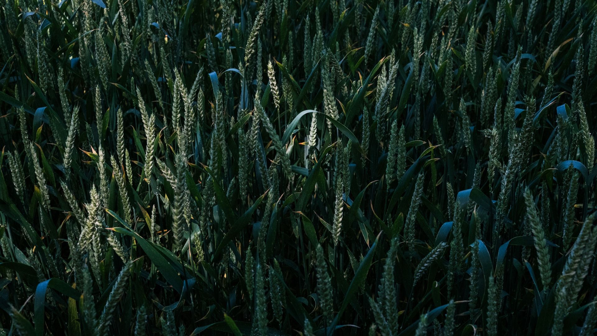Wallpaper Grass threads, green grass, meadow