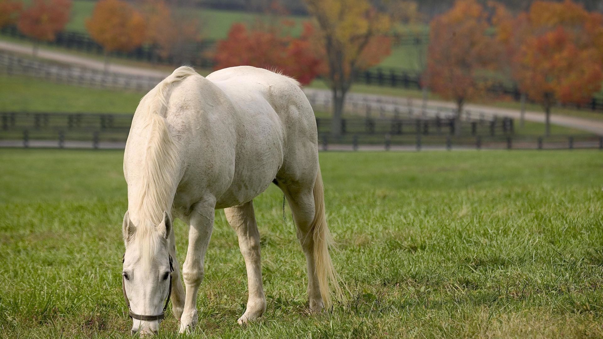 Wallpaper White horse, grazing, landscape, animal