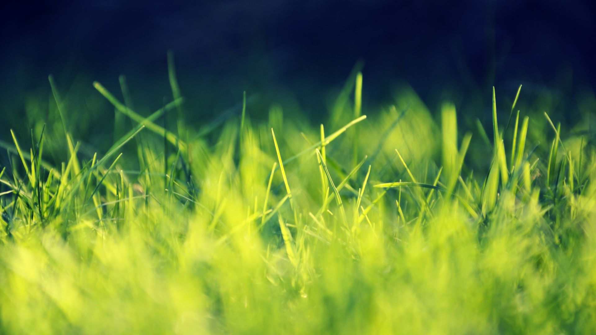 Wallpaper Green grass, garden, close up