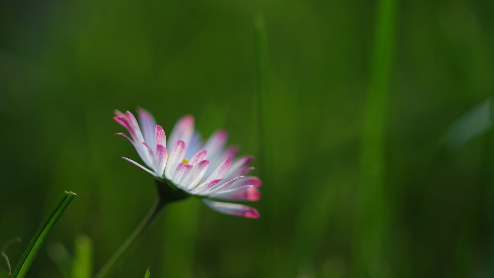 Wallpaper Daisy, grass, bloom, flower