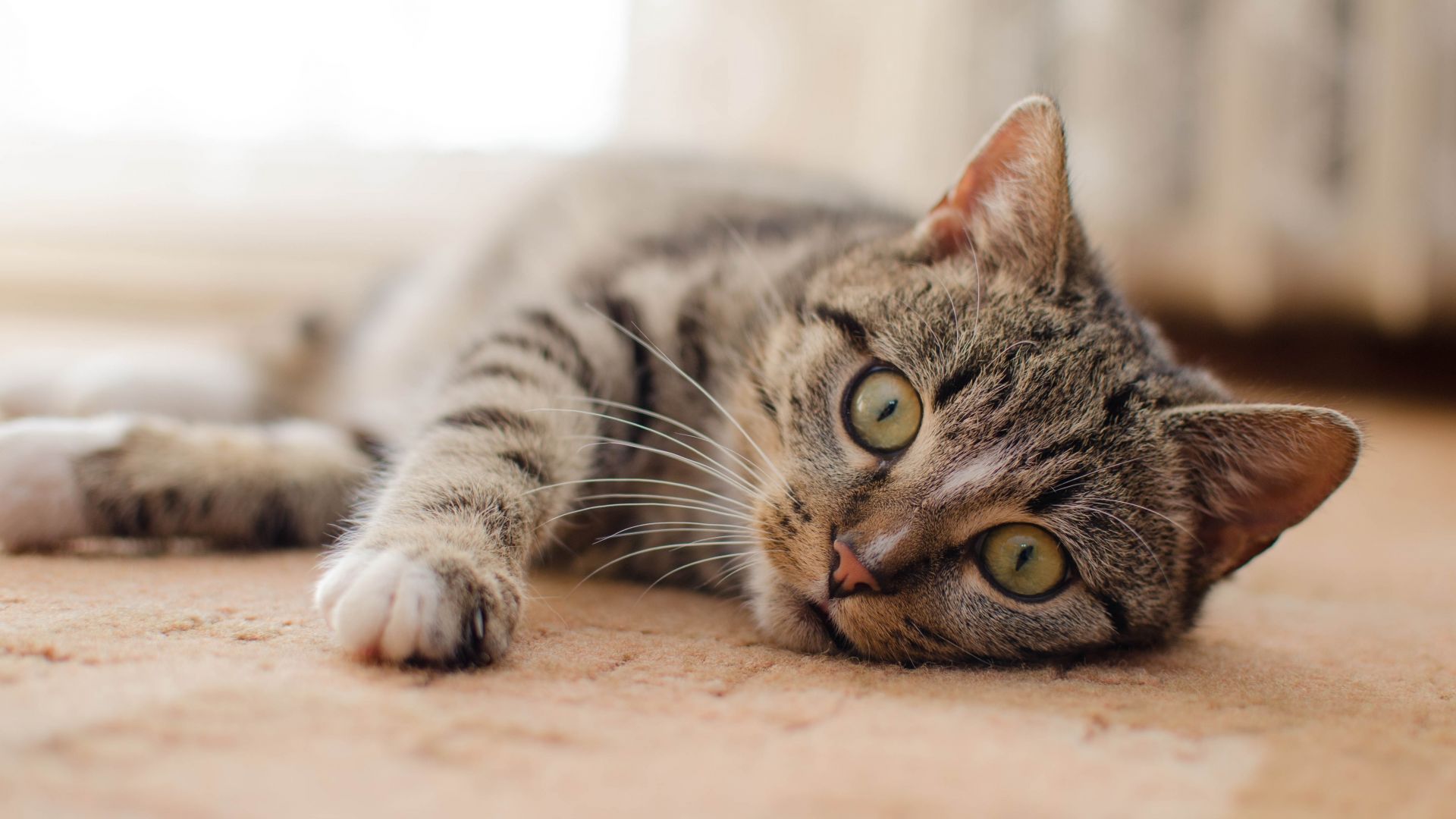 Wallpaper Kitten, feline, lying down, starring, 4k