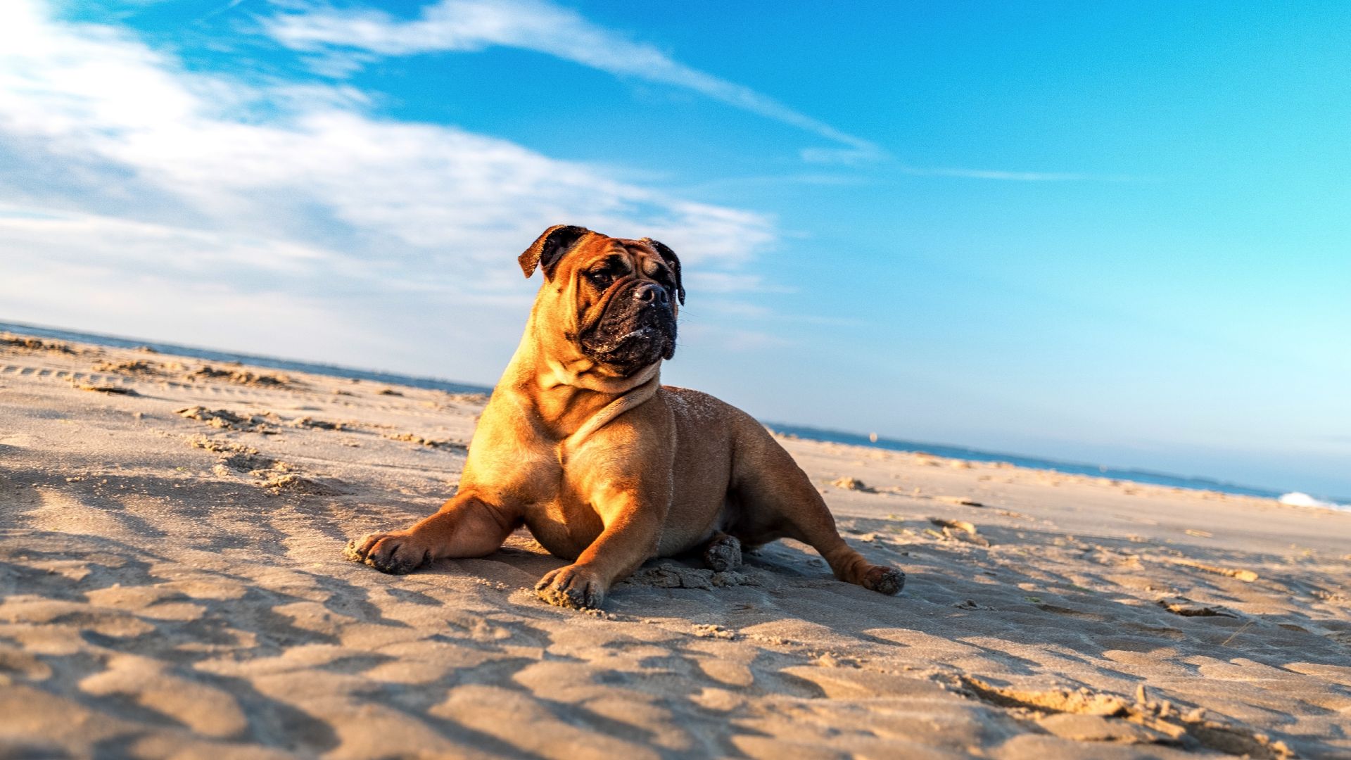 Wallpaper Bulldog, dog, animal, beach, sand, sit