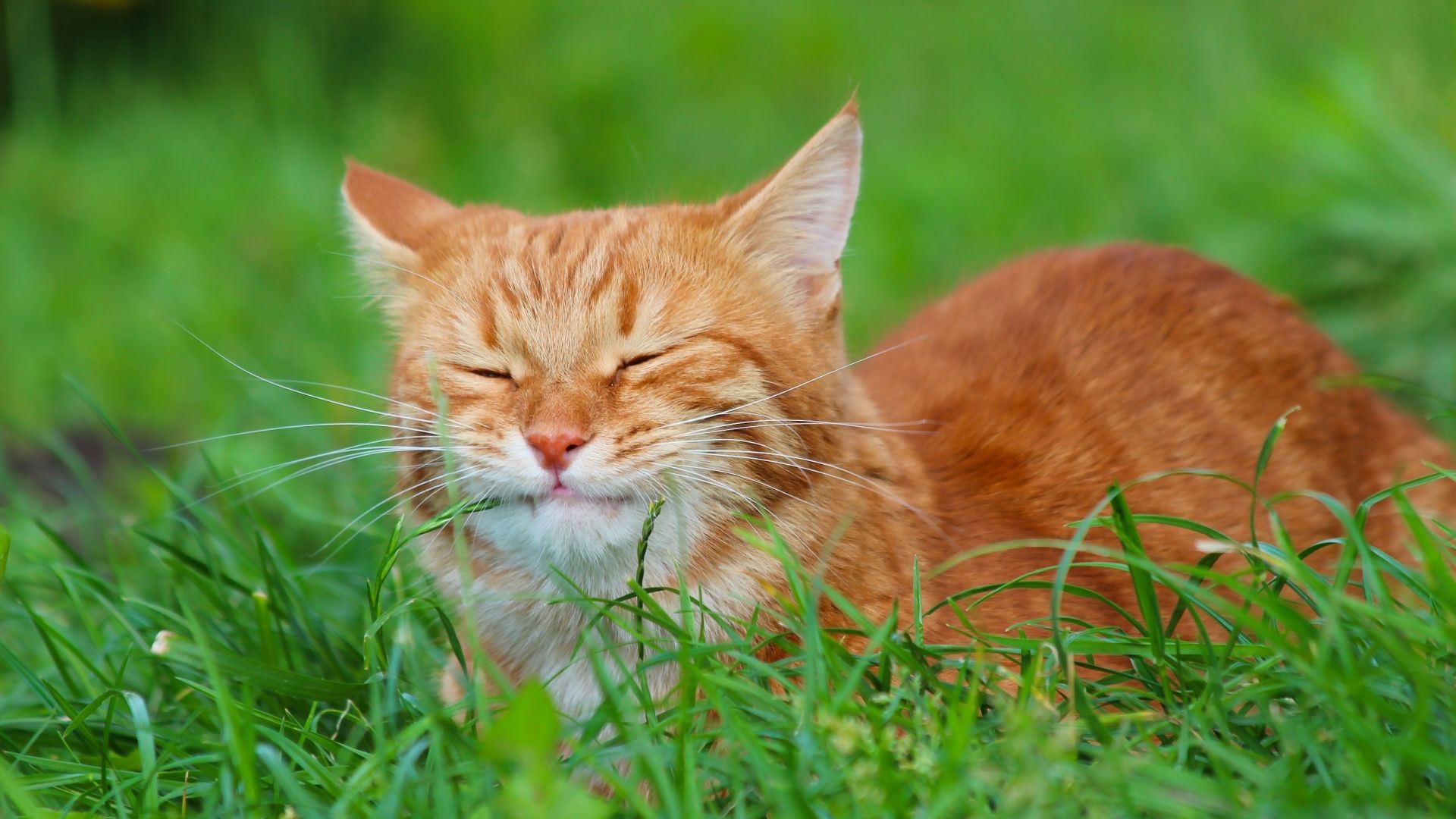Wallpaper Cute, shy cat, grass, closed eyes
