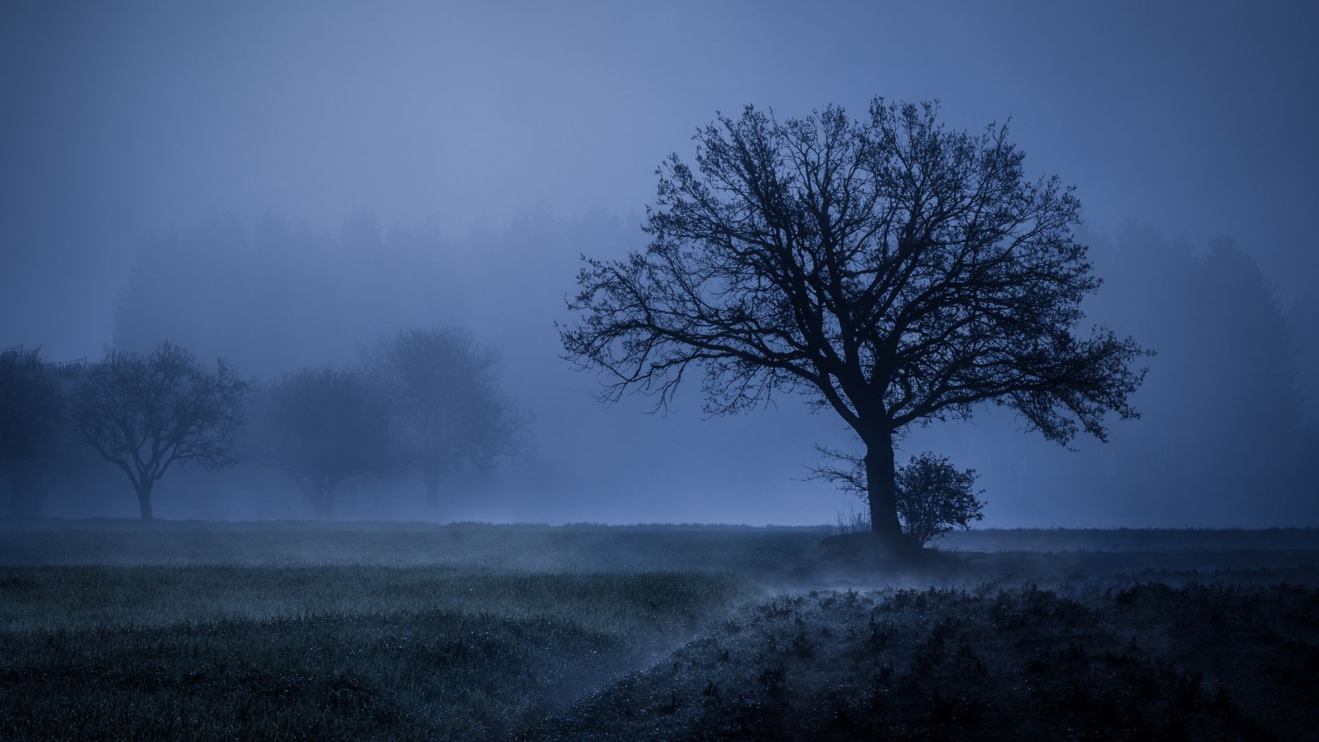Wallpaper Tree, fog, landscape, night, autumn, 4k