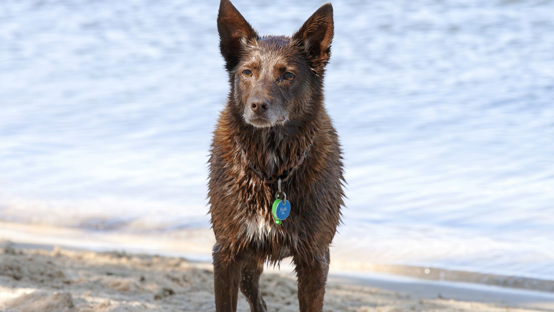 Wallpaper Wet dog, animal, Australian shepherd, 4k