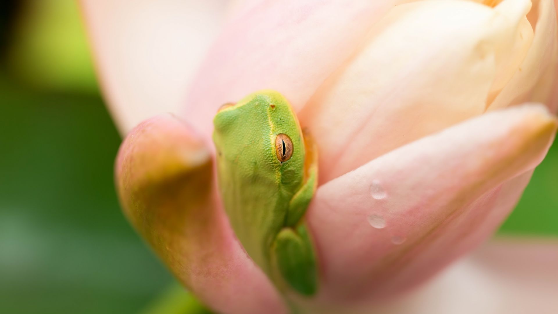 Wallpaper Green frog, animal, flowers