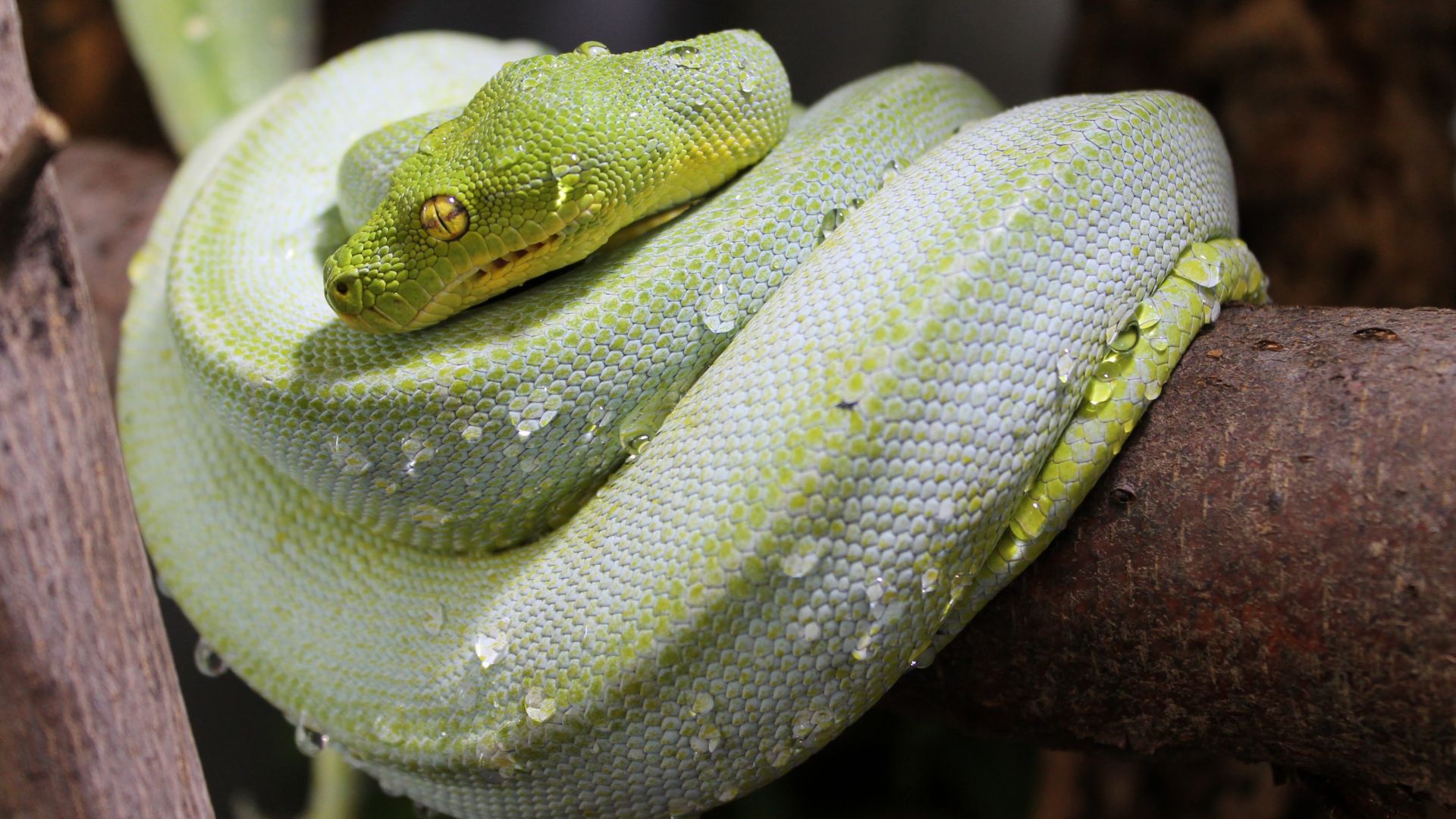Wallpaper Snake, green reptile, animal
