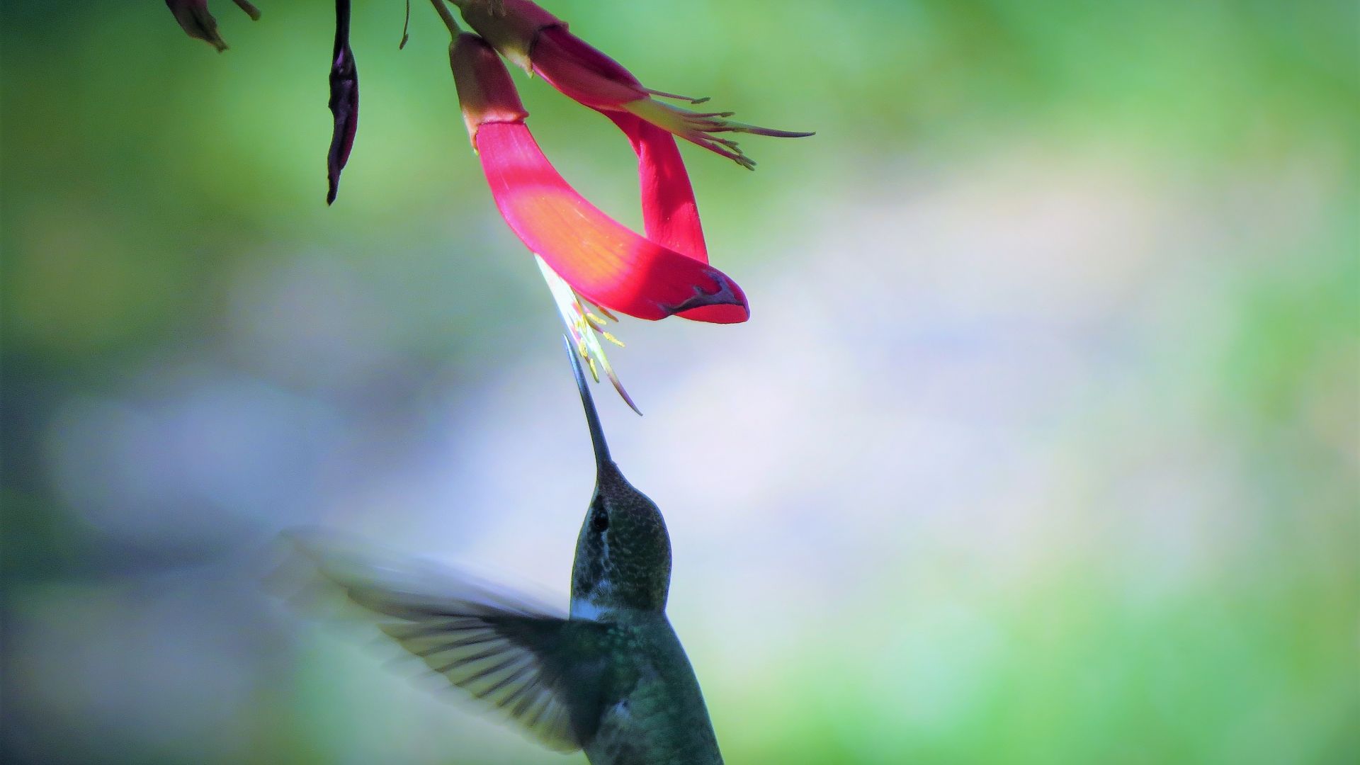 Wallpaper Hummingbird, flowers, wings, fly, bird