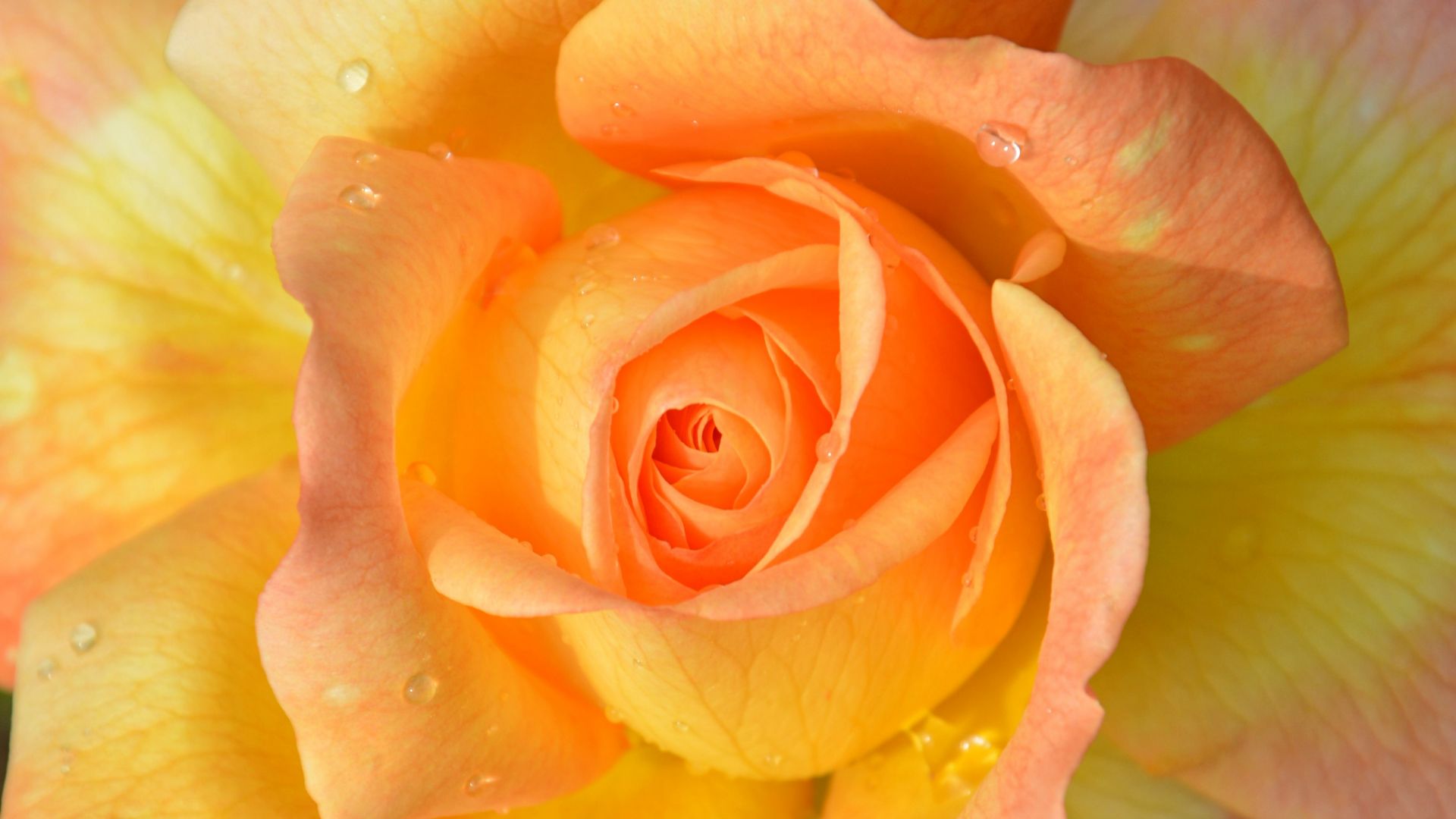 Wallpaper Drops, orange rose, close up, 4k