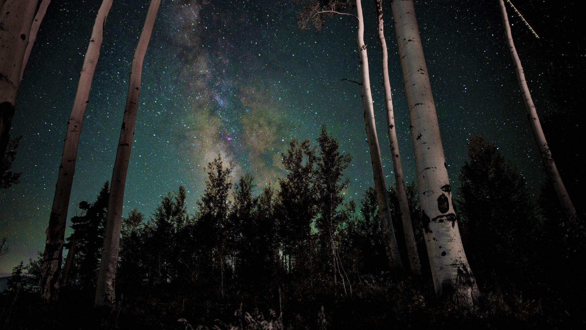 stars-night-tree-forest.jpg