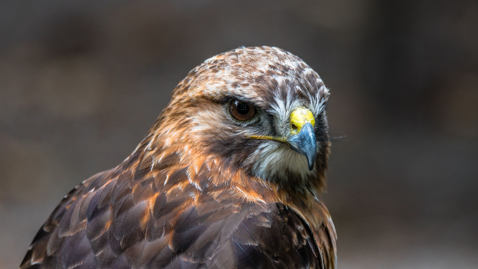 Wallpaper Hawk, bird, predator, muzzle