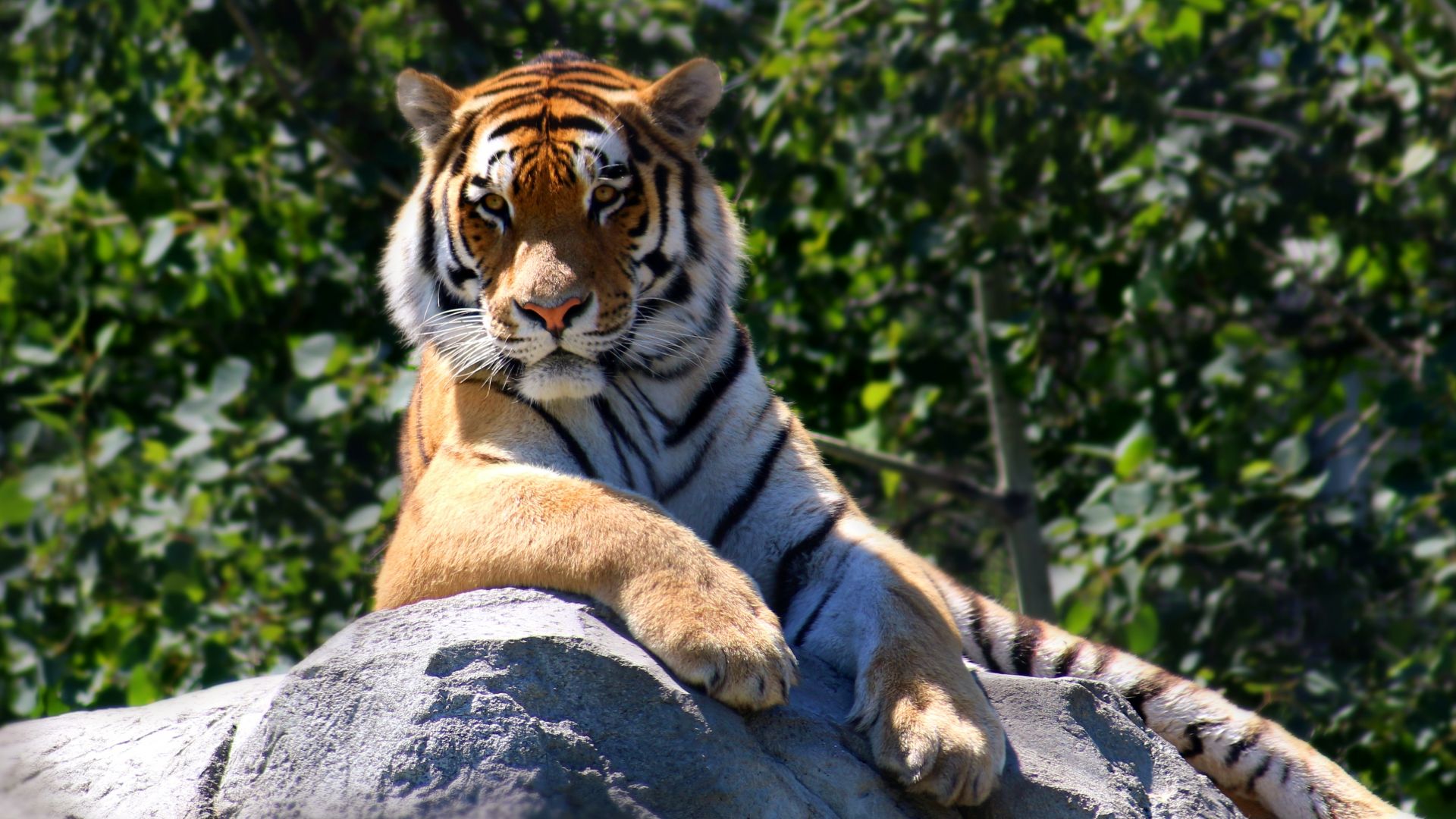 Wallpaper Tiger sitting on rock, animal, wildlife