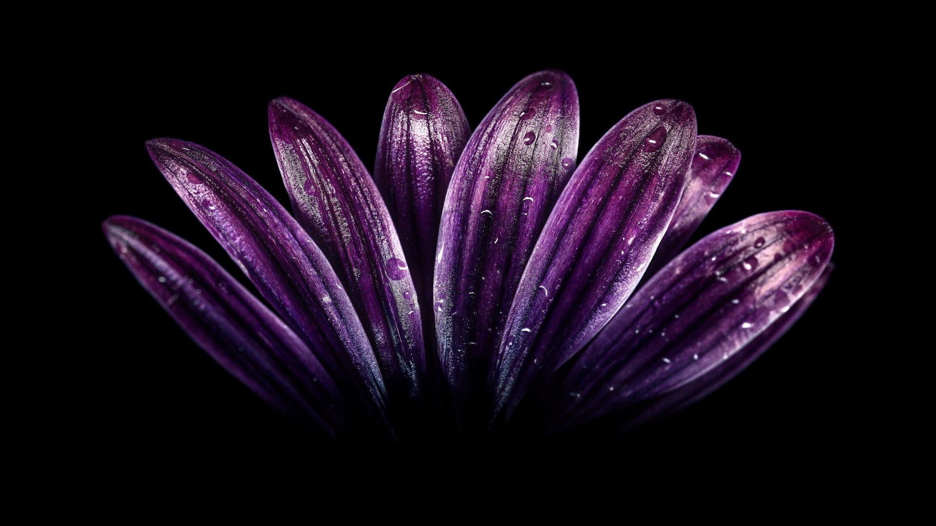 Wallpaper Petals, daisy, light dark purple, daisy, close up, drops, 4k