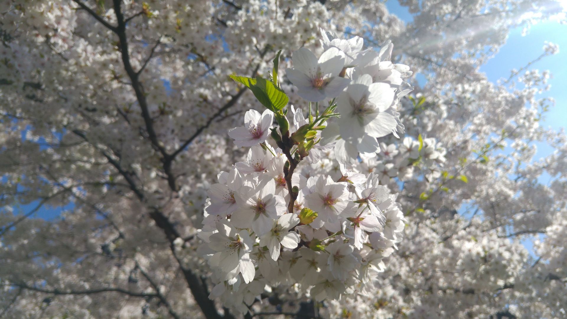 Wallpaper Cherry Blossom, white flowers, tree