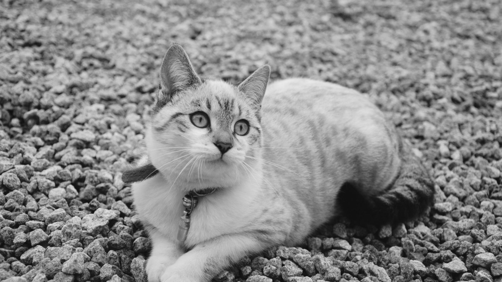 Wallpaper Monochrome, cute, cat, stare, 4k