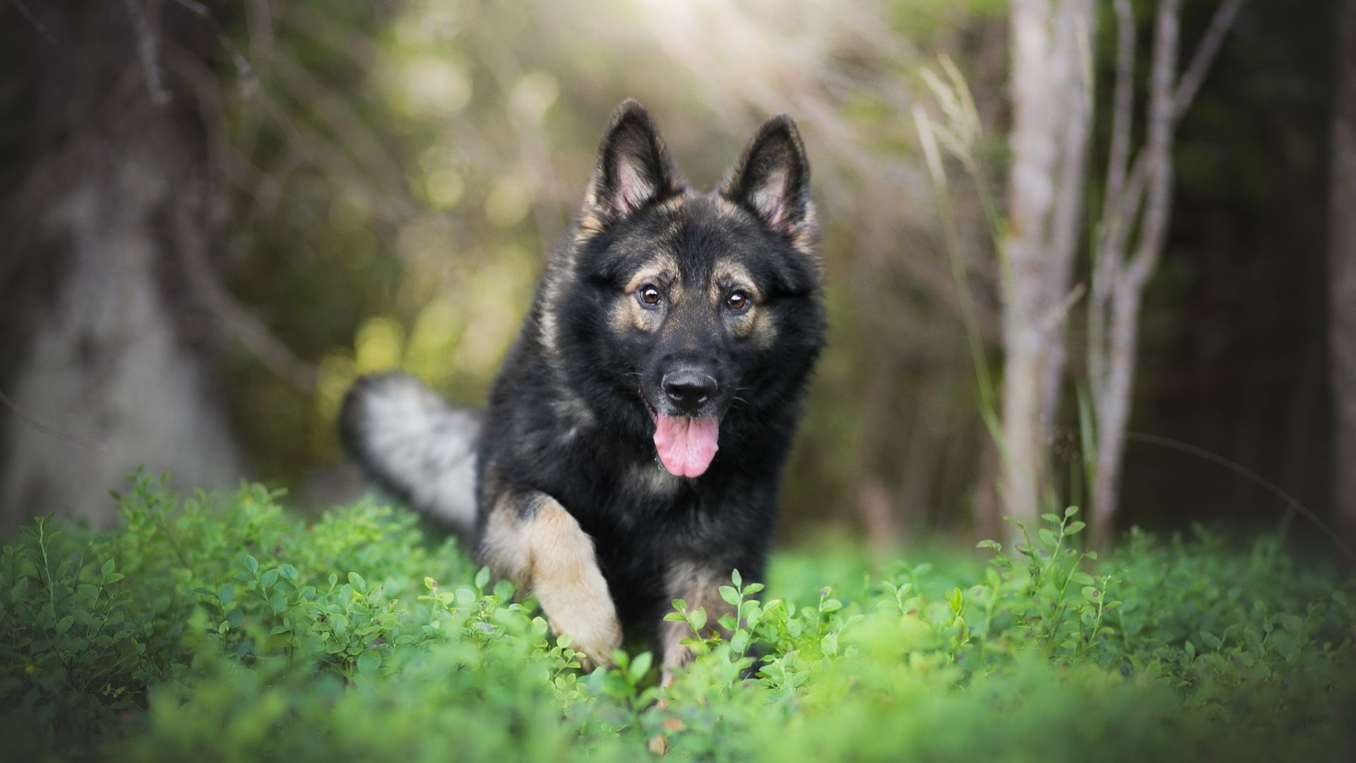 Wallpaper Dog, run, German Shepherd, meadow