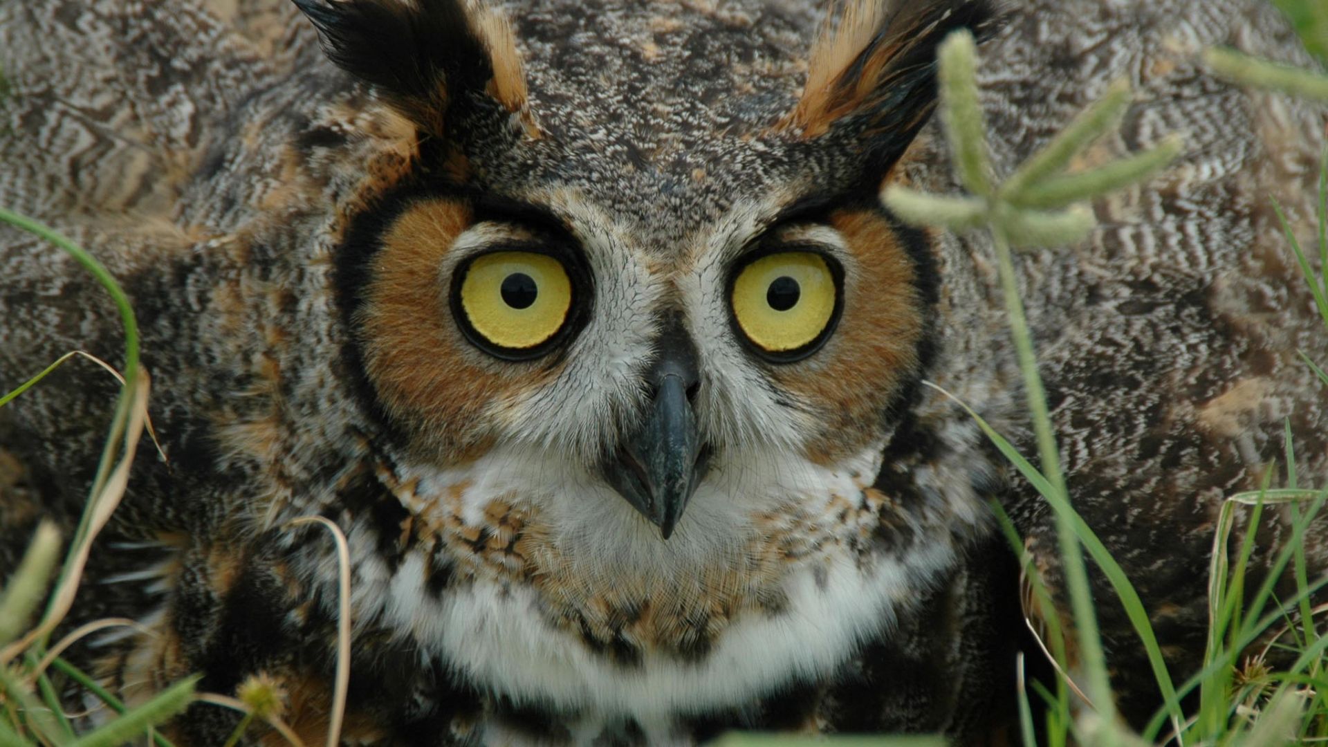 Wallpaper Owl bird face close up